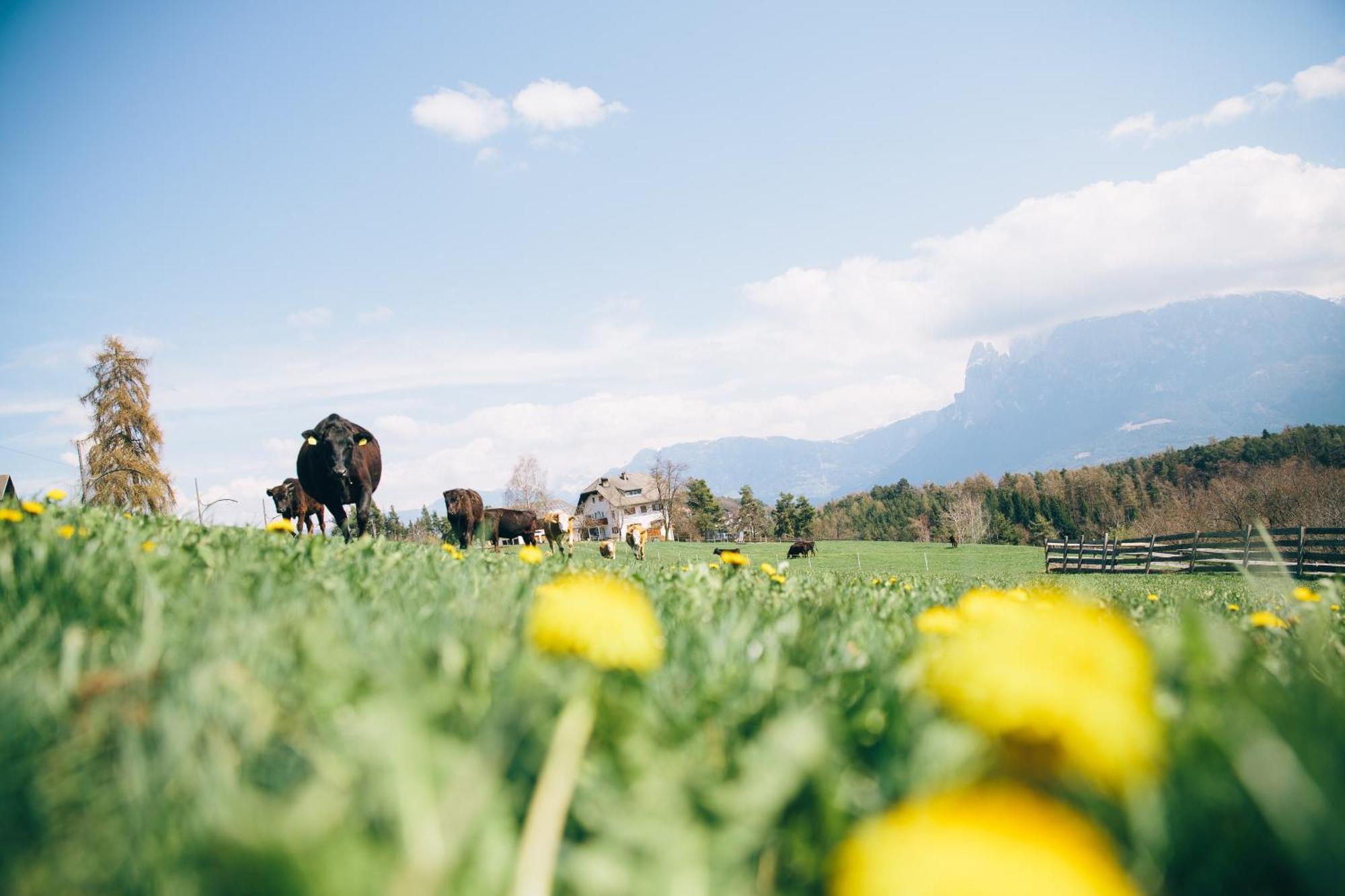 Alpin Farm Birke - Oberweidacherhof Collalbo Ngoại thất bức ảnh