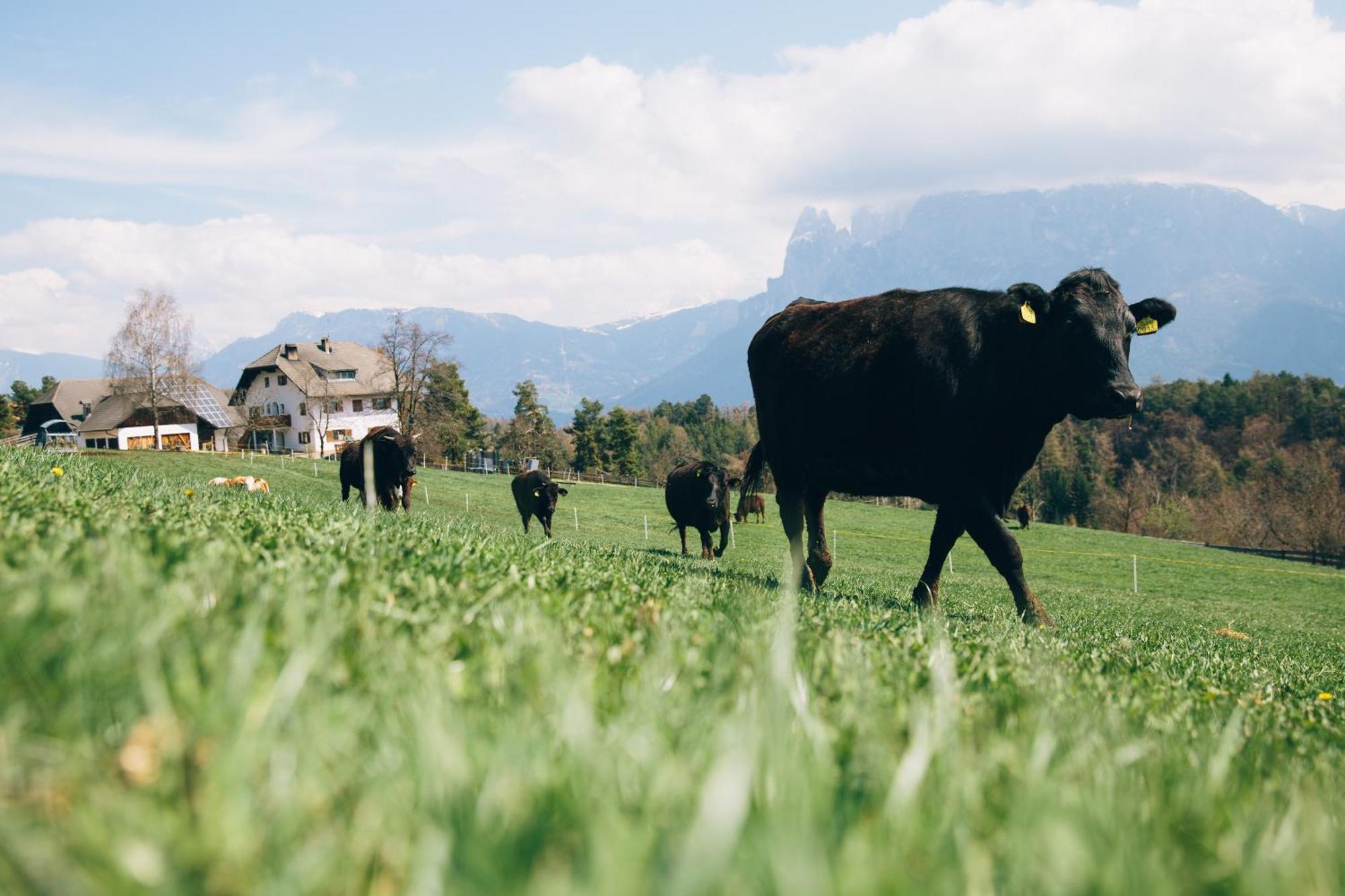 Alpin Farm Birke - Oberweidacherhof Collalbo Ngoại thất bức ảnh